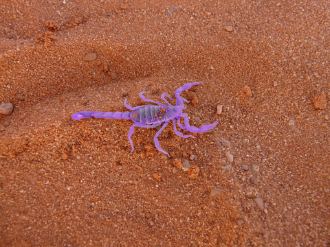 Skorp.png